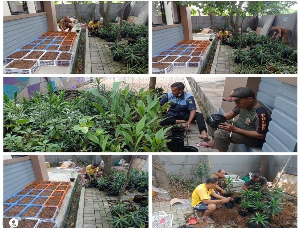 Giat penanaman Pohon suji dan kunyit