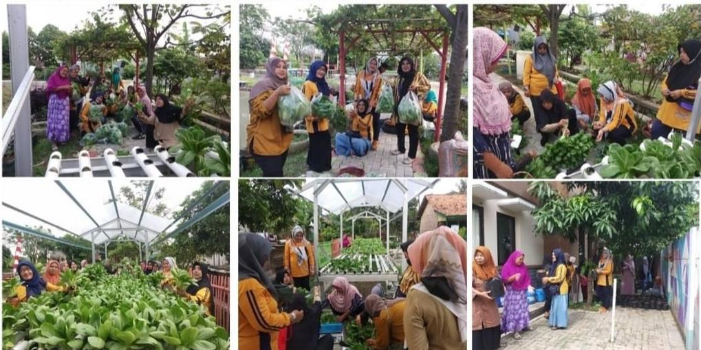 PANEN POKCOY DI KWT KP MANCING RW 008